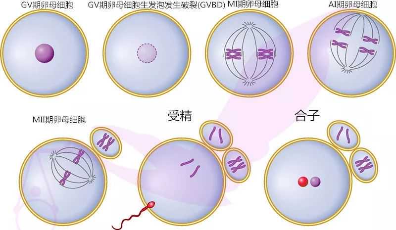 深圳代生公司深圳助孕,北京供卵试管医院移植后的态度也是提高成功率的关键